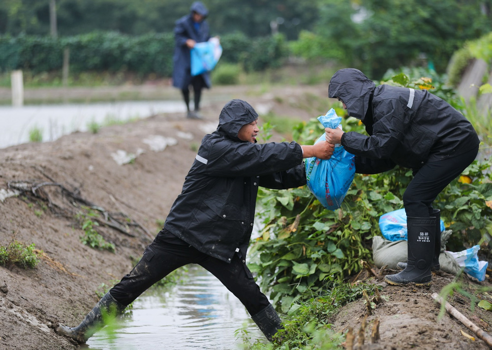 党员抢险队积极走进田间地头，帮助当地村民做好田间排涝、加固大棚、抢收蔬菜等工作。王正摄