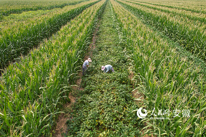 大豆、玉米带状复合种植示范区，即将迎来收获季。人民网记者 苗子健