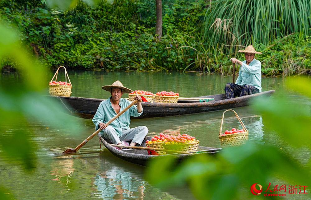 9月23日，工作人员划着小船，运送刚采摘的柿子。人民网 章勇涛摄