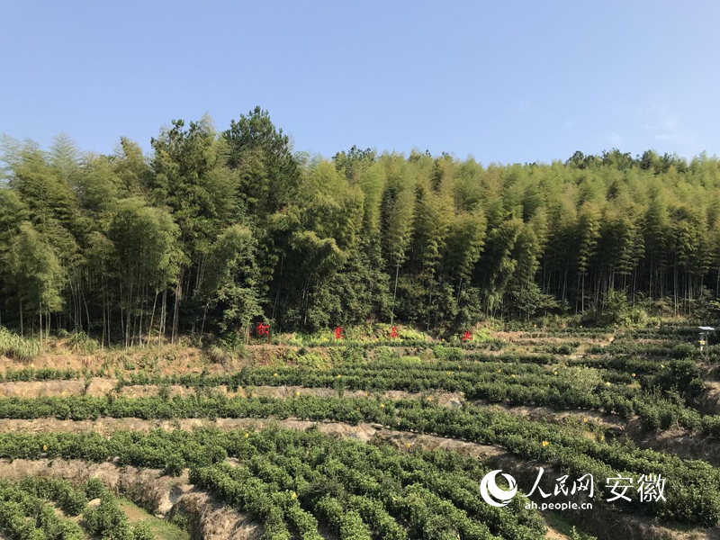 安徽松寨生态茶叶有限公司茶园。人民网 高飞跃摄