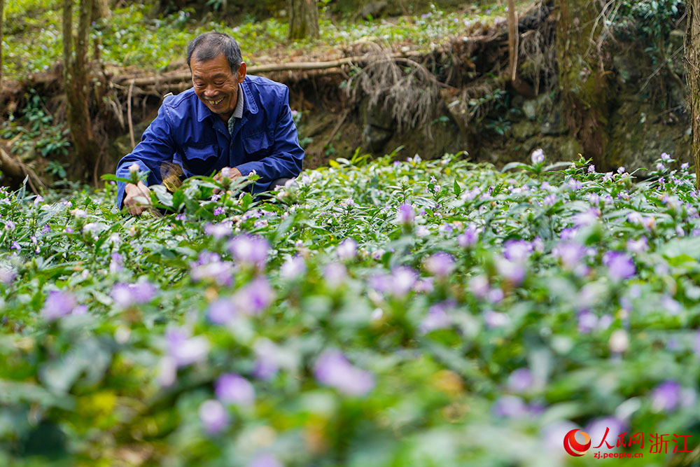 种植户在基地采收中草药菜头肾。人民网 章勇涛摄