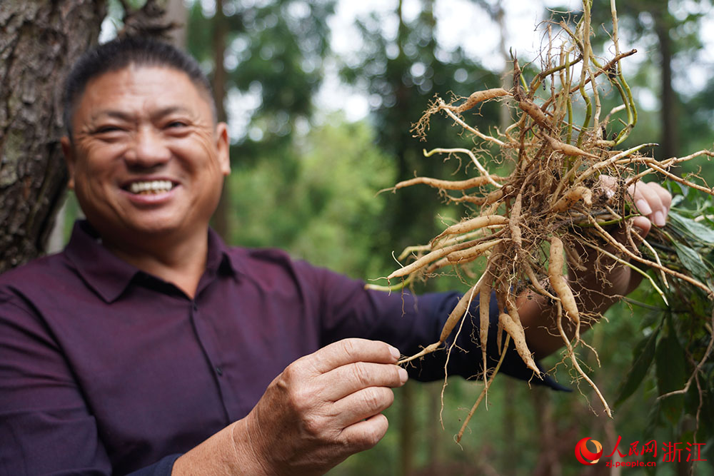 种植户展示中草药菜头肾。人民网 章勇涛摄