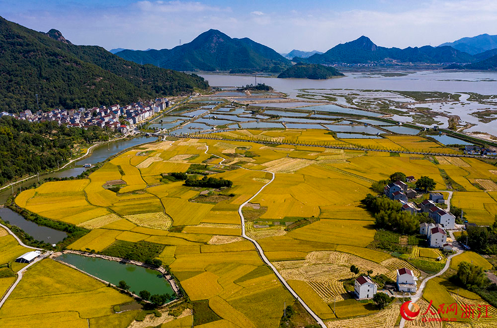 台州市三門縣橫渡鎮大橫渡村的水稻進入成熟收割期。人民網 章勇濤攝