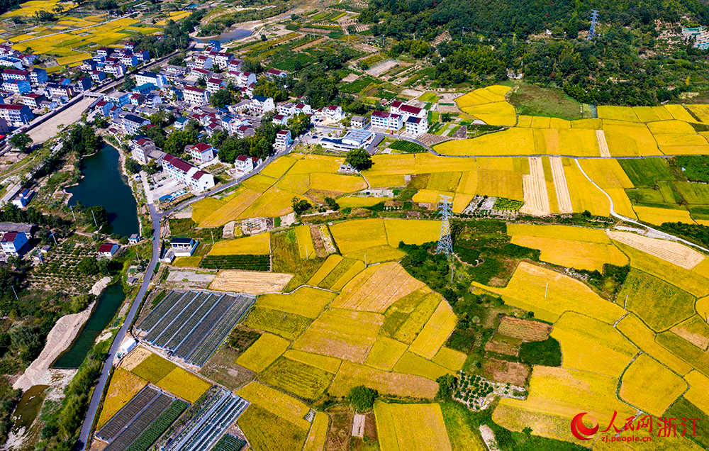 台州市三門縣橫渡鎮大橫渡村的水稻進入成熟收割期。人民網 章勇濤攝