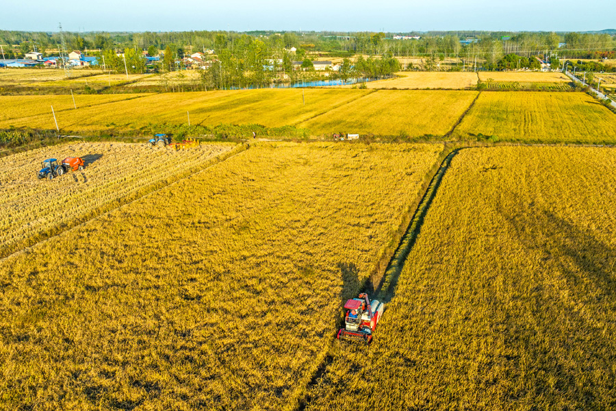 俯瞰高标准农田里农机收割水稻。赵辰摄