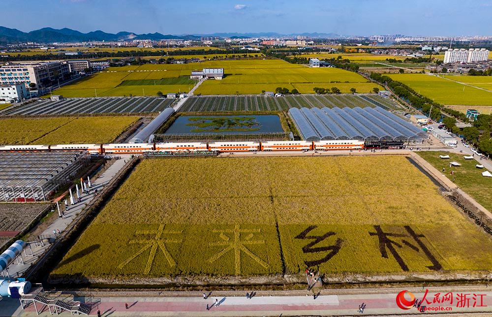 一列橙黃色的八節雙層火車“靜臥”在金黃色的稻田邊，吸引不少游客前來品咖啡、賞秋色。人民網 章勇濤攝