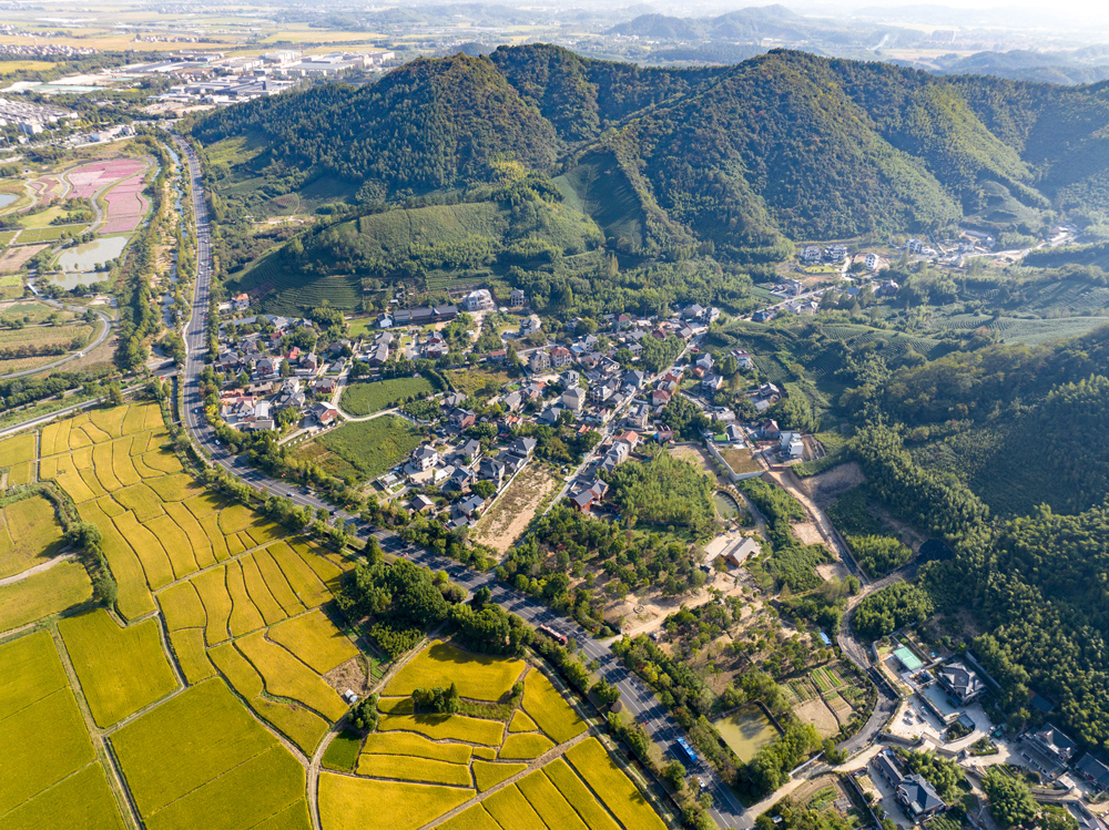 “四好农村路”穿越村庄、稻田，将金黄色的稻田切割成块。余杭区交通运输局供图