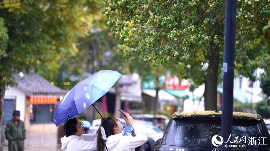 不少市民停下腳步欣賞桂花。人民網 記者郭揚攝