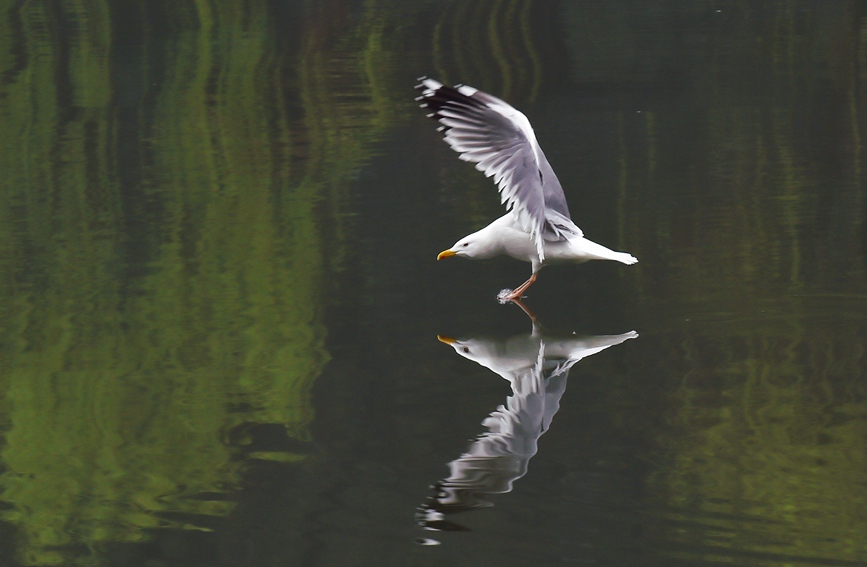 织女银鸥会在11月份到达西湖过冬。陆建利摄