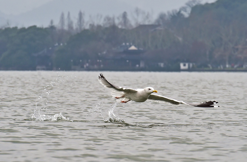 织女银鸥会在11月份到达西湖过冬。陆建利摄