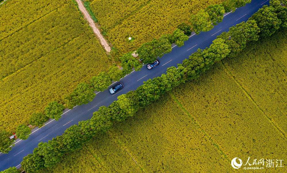 “四好农村路”穿行在美丽村庄、繁花绿树、金色田园间，构成一幅美丽的乡村画卷。人民网 章勇涛摄