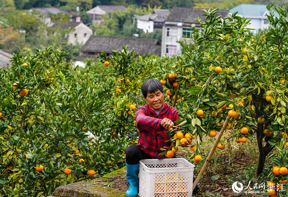 近日，浙江省台州市黄岩区北洋镇娄岙村农户正在采摘蜜橘。人民网 章勇涛摄