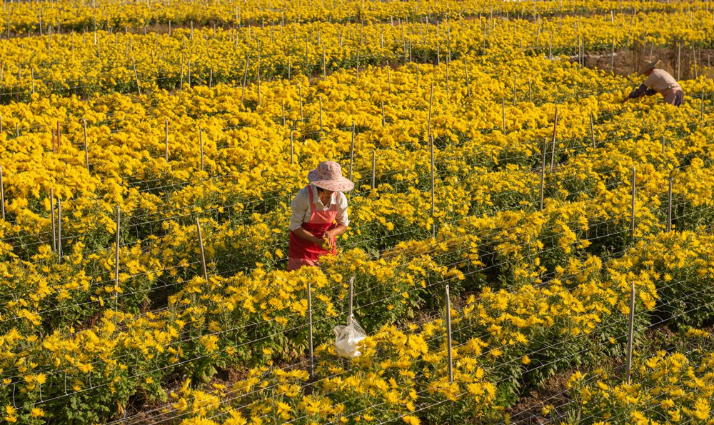 近日，温州市文成县二源镇湖田村的100多亩金丝皇菊进入采摘期。王健摄