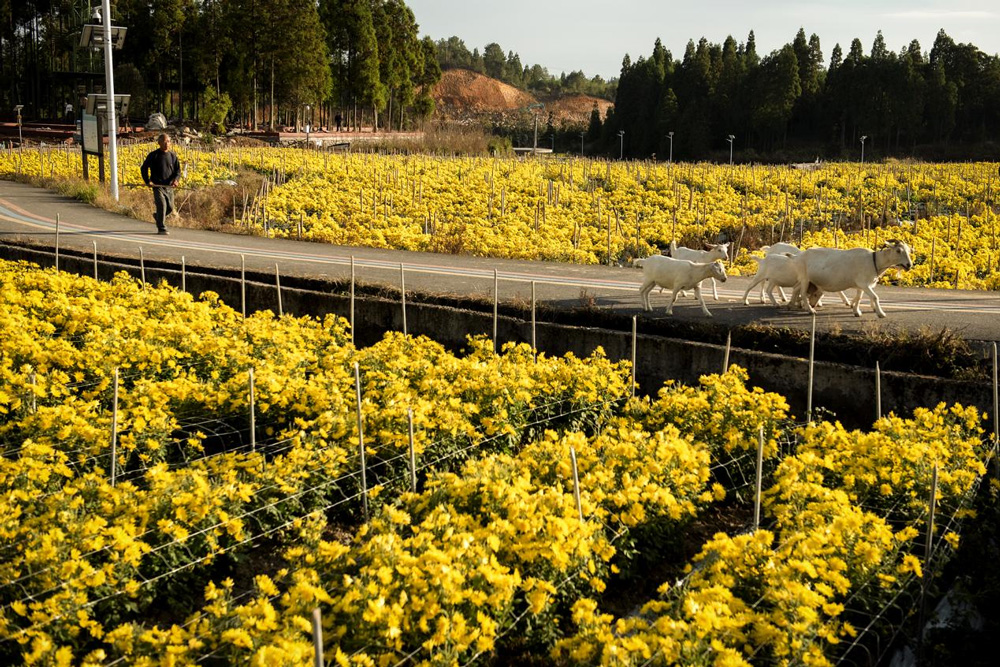 近日，温州市文成县二源镇湖田村的100多亩金丝皇菊进入采摘期。王健摄