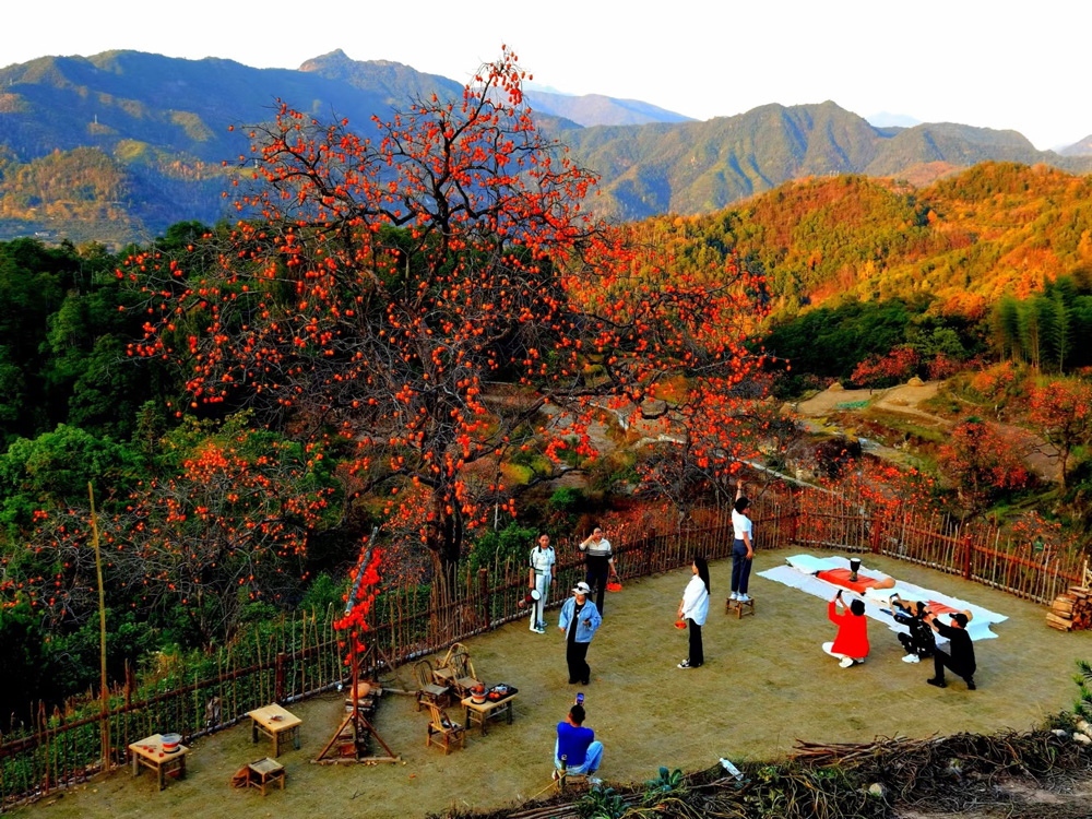 近日，温州市永嘉县东炉村的柿子红了，游客纷至沓来。叶卫周摄