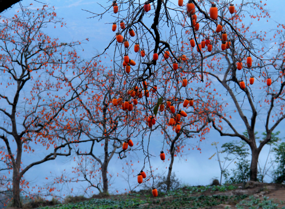 近日，温州市永嘉县东炉村的柿子迎来成熟季。叶卫周摄