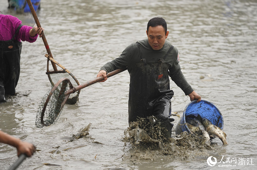 11月19日，游客在西溪湿地体验“干塘”捕鱼。人民网 章勇涛摄