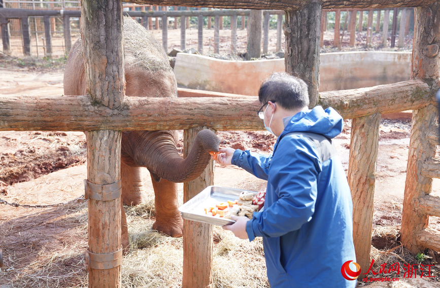 动物管理员喂大象吃“年夜饭”。人民网 陈陆洵摄