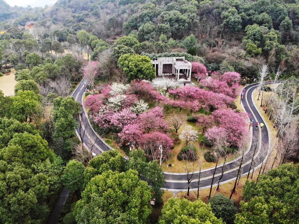 中央山生态公园红梅盛开，春景迷人。蒋友亲摄