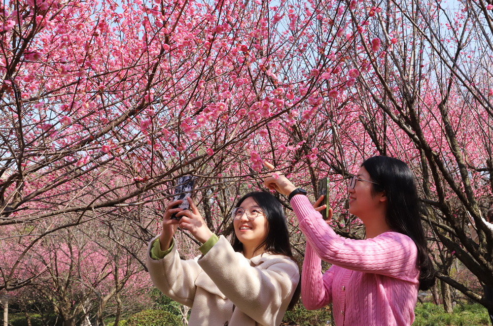 枝头绽放的梅花吸引了众多游客前来赏花、游玩。蒋友亲摄