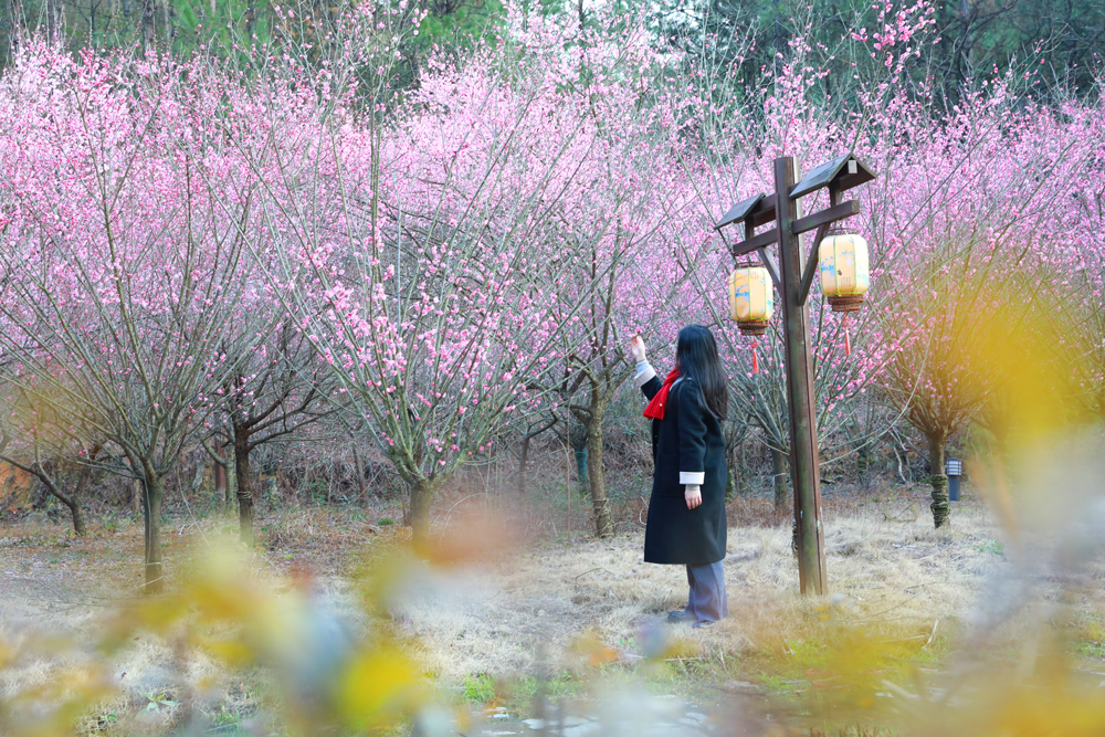 市民在常山县山地自行车公园的梅花林驻足赏花、拍照留影。汪杰摄