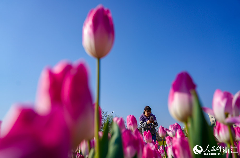 2月21日，麗水市雲和縣浮雲溪畔，市民游客在拍攝郁金香，樂享美好春光。人民網 章勇濤攝