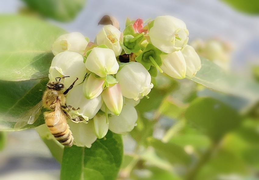 蜜蜂在给蓝莓花授粉。孟楠楠摄