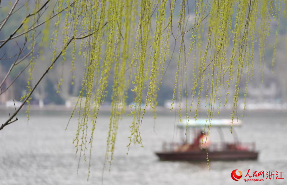 杭州西湖边柳树抽新芽，游人如织。人民网记者 郭扬摄