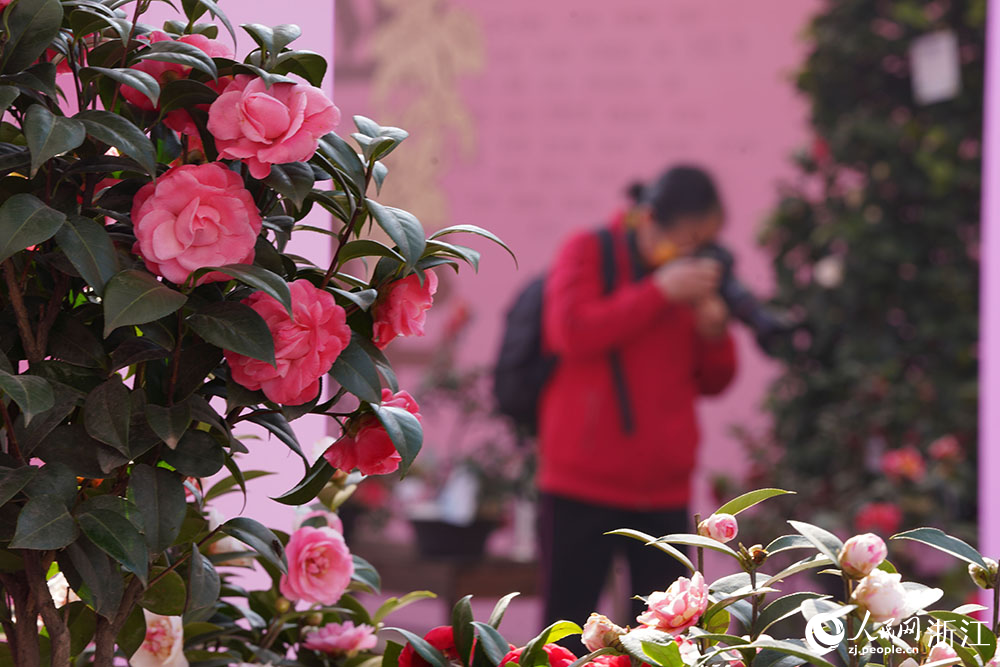 3月10日，攝影愛好者在金華市人民廣場的茶花展上拍攝茶花。人民網 章勇濤攝