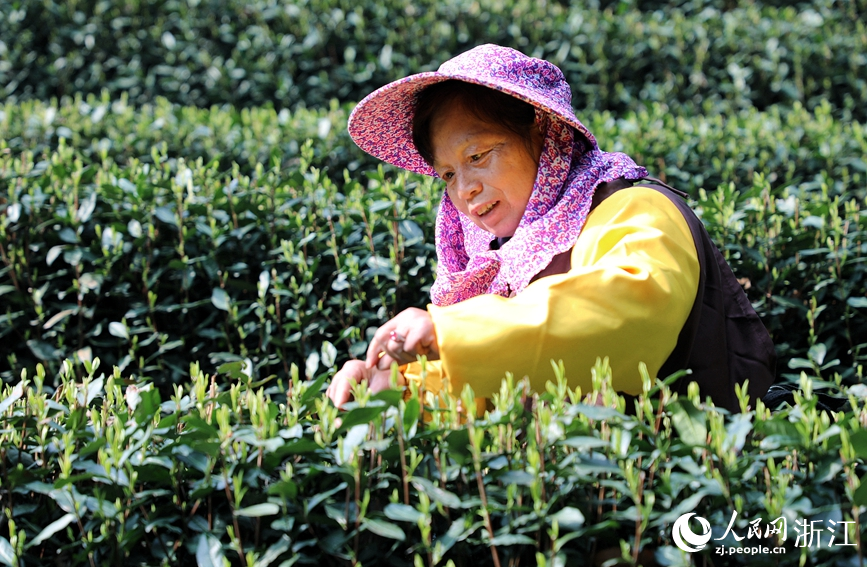 3月13日，采茶工在杭州市西湖风景名胜区西湖街道龙井村的茶山上采摘西湖龙井明前茶。人民网 方彭依梦摄