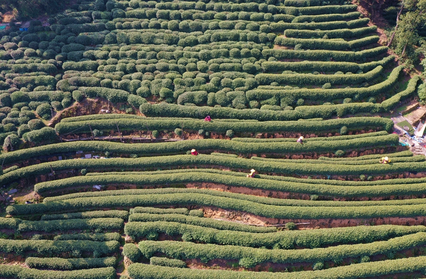 3月13日，採茶工在杭州市西湖風景名勝區西湖街道龍井村的茶山上採摘西湖龍井明前茶。方建飛攝