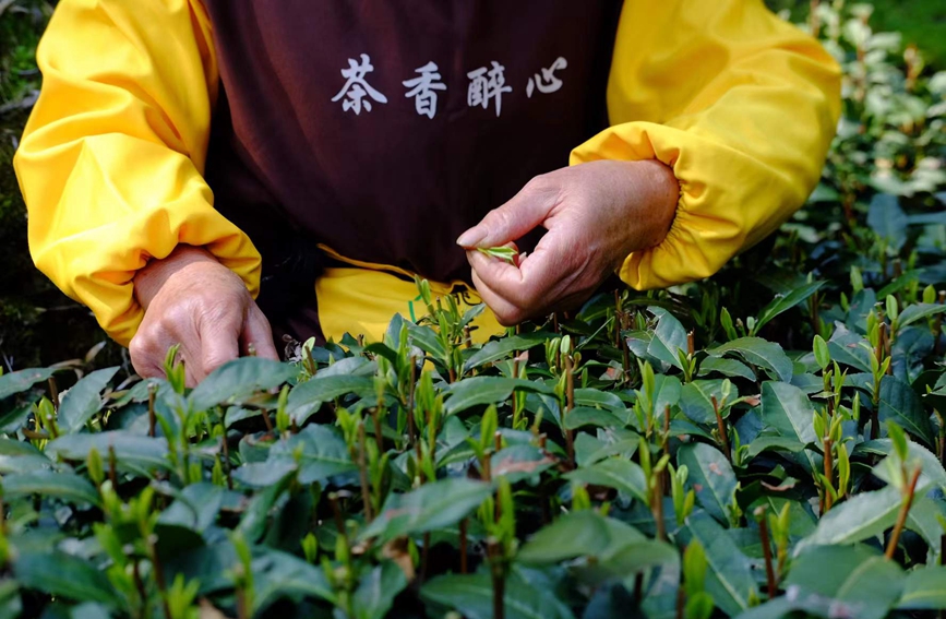 3月13日，采茶工在杭州市西湖风景名胜区西湖街道龙井村的茶山上采摘西湖龙井明前茶。倪敏菁摄