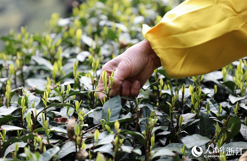 3月13日，採茶工在杭州市西湖風景名勝區西湖街道龍井村的茶山上採摘西湖龍井明前茶。人民網 方彭依夢攝