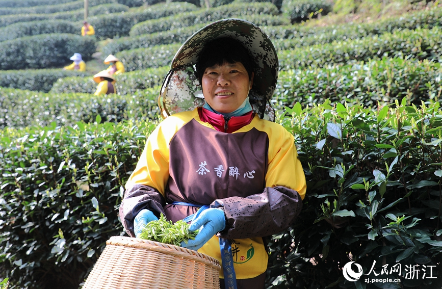採茶工展示剛剛採摘的西湖龍井明前茶。人民網 方彭依夢攝