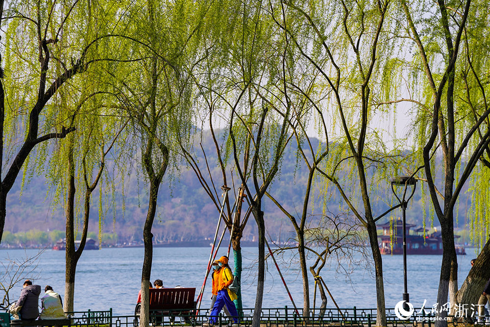 柳浪闻莺公园附近，杨柳青青，景色宜人，吸引众多市民游客前来踏青赏景。人民网 章勇涛摄