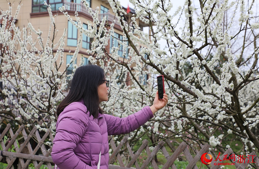 洁白的槜李花朵吸引游客驻足拍照。人民网 方彭依梦摄