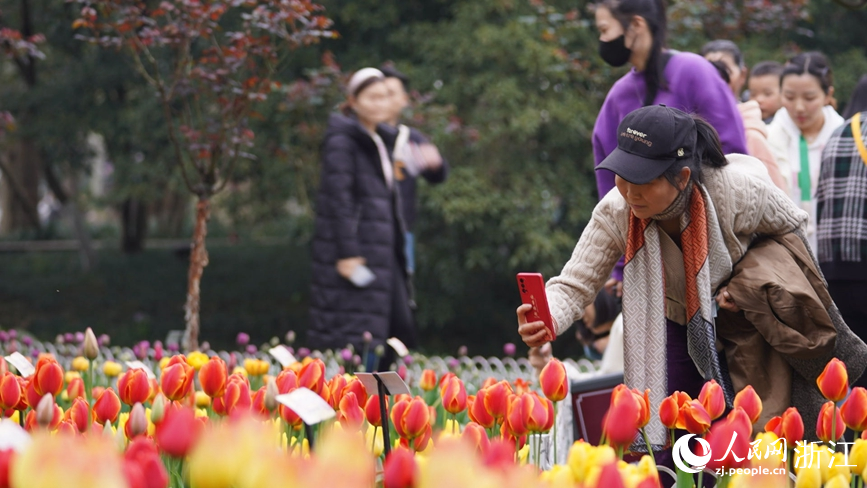 杭州太子湾公园的郁金香竞相绽放。人民网记者 郭扬摄