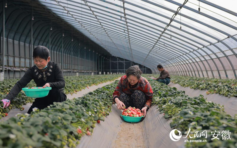 张村“葡堤原乡”旅游观光示范园内，务工人员正在采摘草莓。人民网 王晓飞摄
