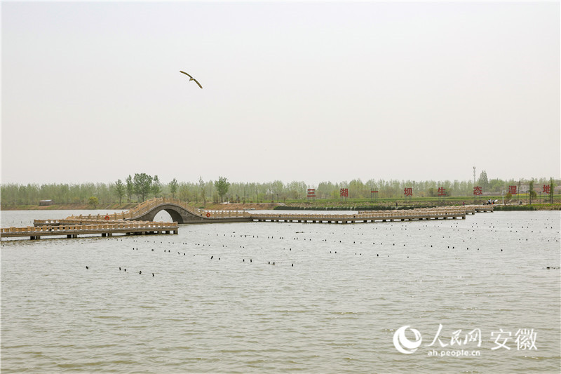 修复过的“三湖一坝”，成了不少鸟儿的栖息地。人民网记者 张俊摄