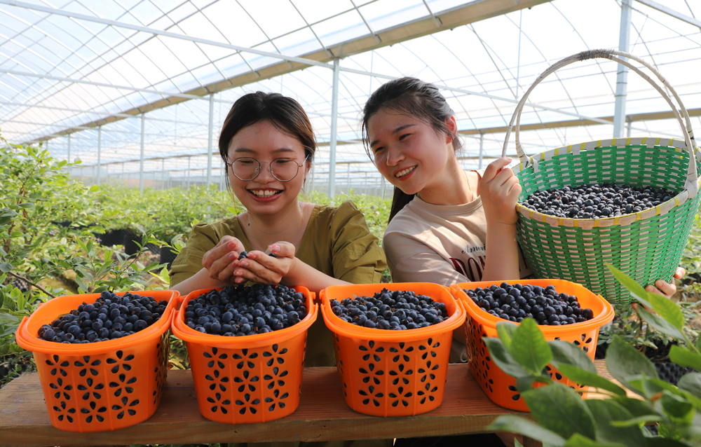工作人員在農業科技大棚裡採摘分揀藍莓。蔣友親攝