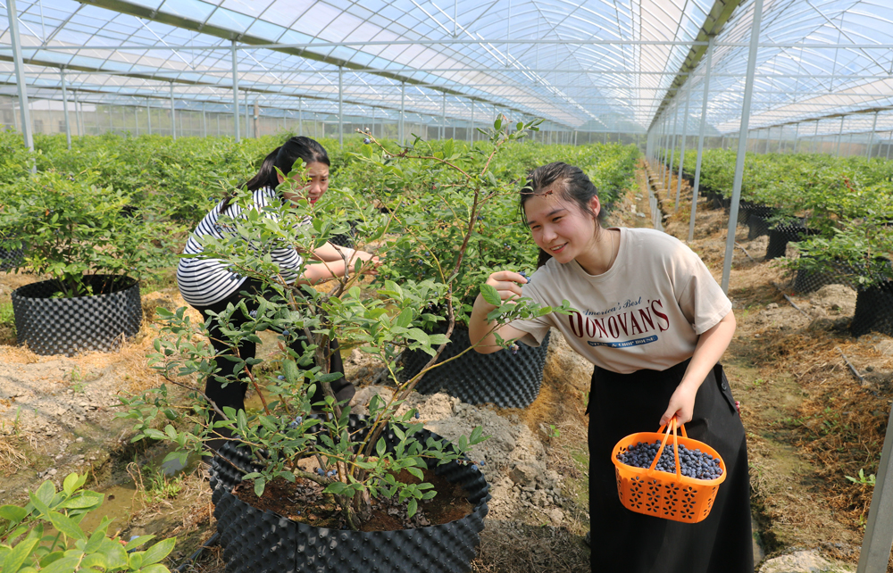 工作人員在農業科技大棚裡採摘分揀藍莓。蔣友親攝
