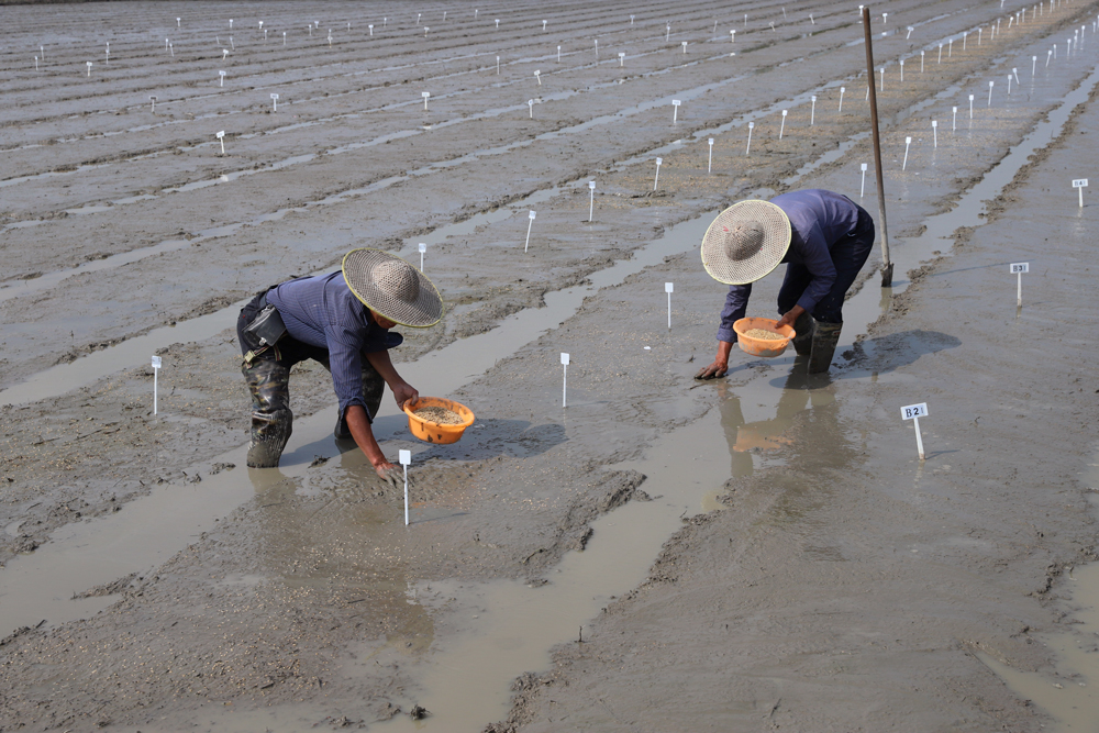農業科技試驗田裡，工作人員在播種不同品種的水稻種子。蔣友親攝