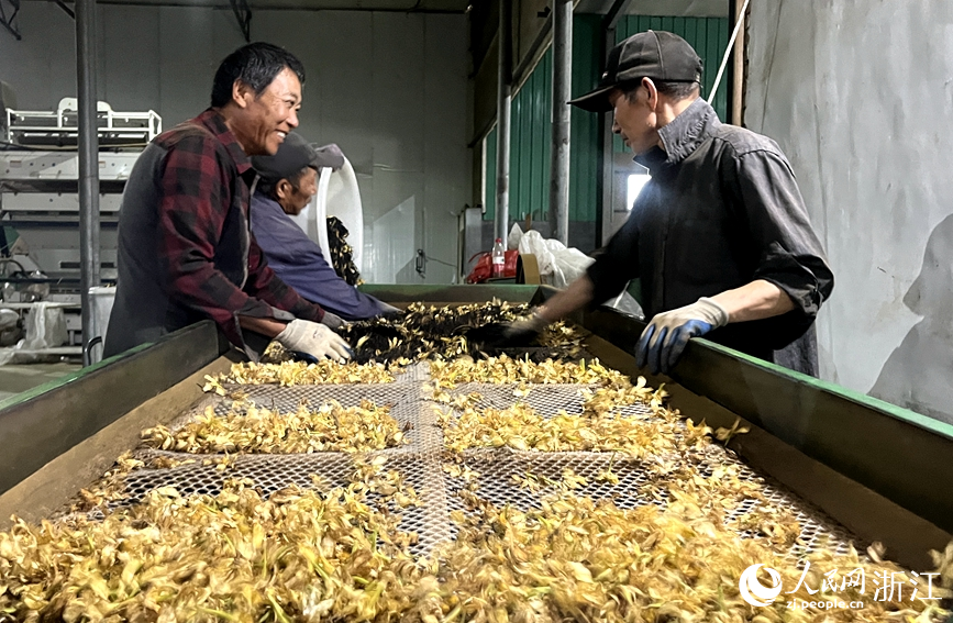 工人正将茶叶与栀子花分离。人民网记者 张丽玮摄