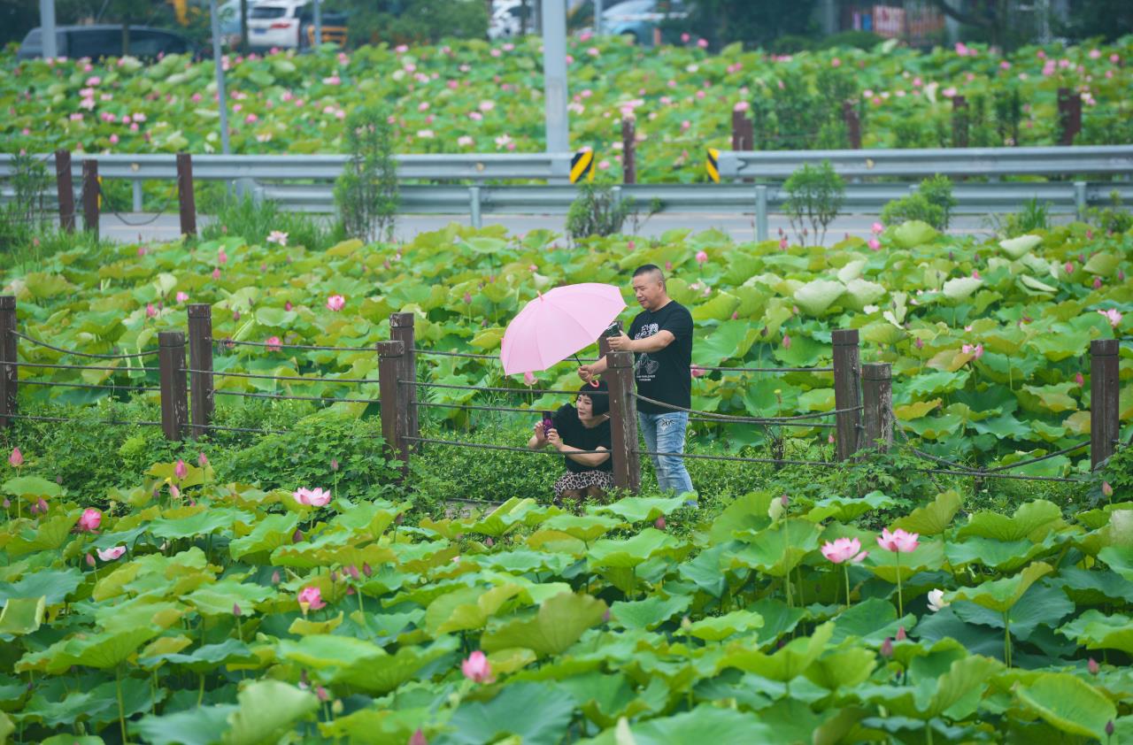 百畝荷花悄然綻放，吸引大批市民前來游玩。羅秋玲攝