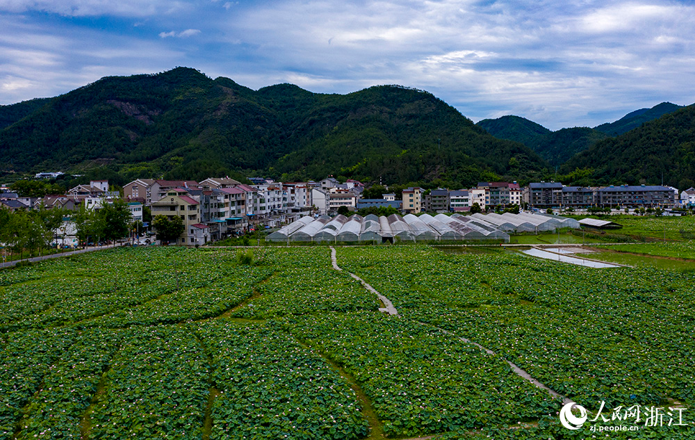 朵朵荷花下，一只只麻鸭穿梭其间，形成一幅动静结合的美景。人民网 章勇涛摄