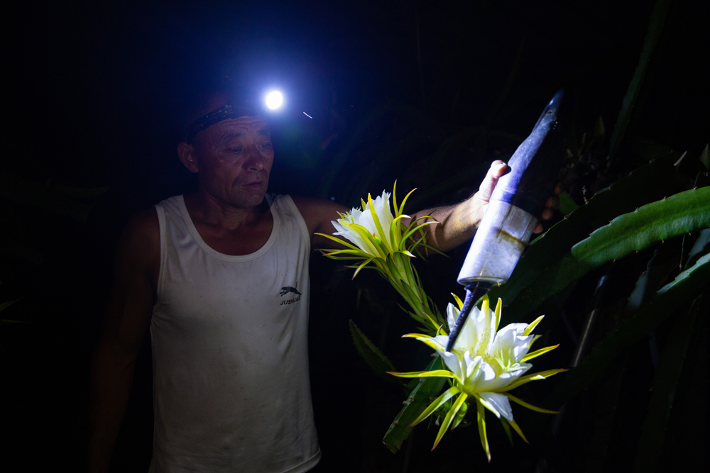 果农正争分夺秒地对火龙果进行人工授粉。成文波摄