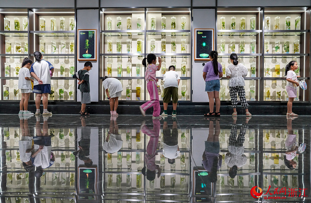 7月18日，在丽水经济技术开发区中药博物馆内，“小候鸟”们正在观看药材标本。人民网 章勇涛摄