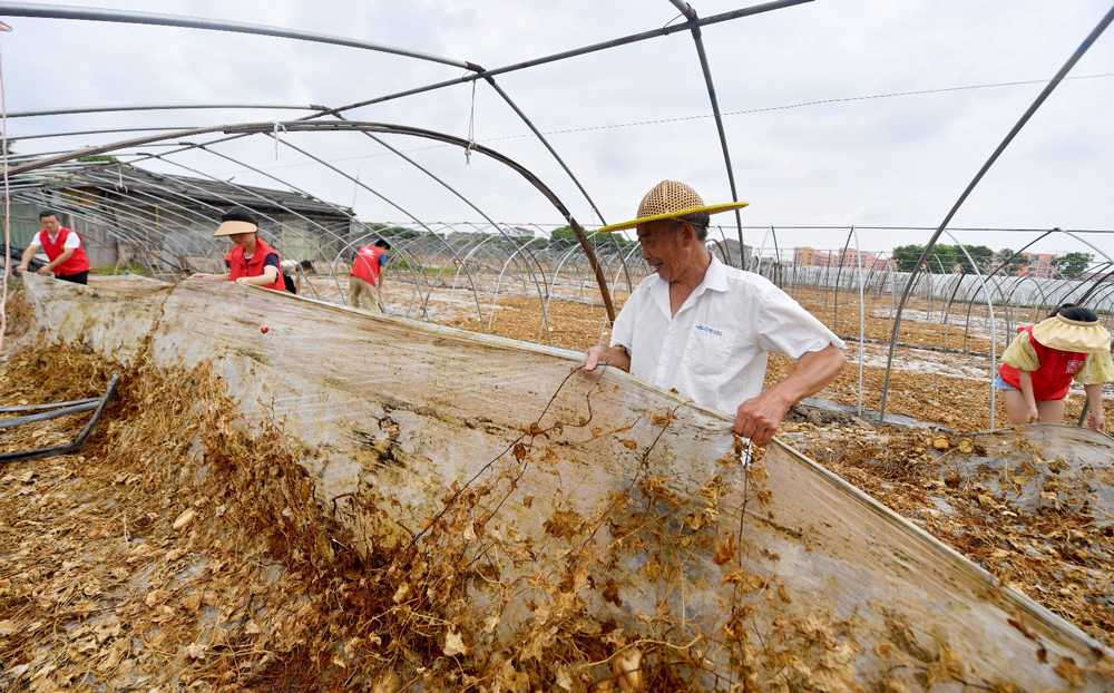 坦田王村农户和前来助农的党团员、文明实践志愿者一道在田间劳作，清理瓜田杂物，为下一轮播种做准备。王保初摄
