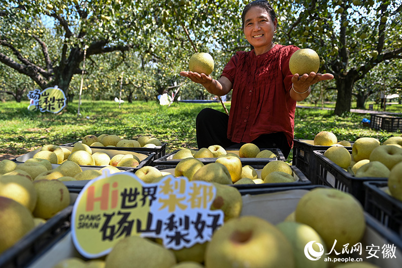 冯秀莲大大方方展示新鲜采摘的酥梨。人民网记者 苗子健摄