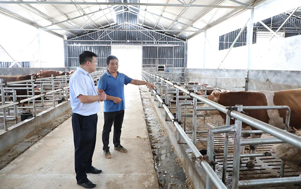全旺镇铭泽肉牛养殖项目助力畜牧业转型升级